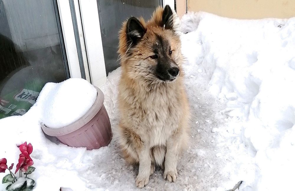 Лисёнок позолоченый в добрые руки