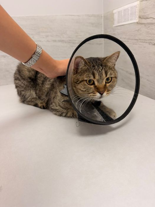 Найден домашний котик возле театра