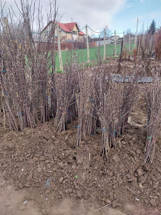 Pomi fructiferi direct de la producator