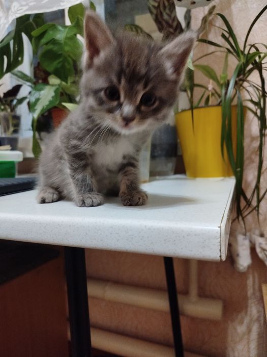 Котята беспородные