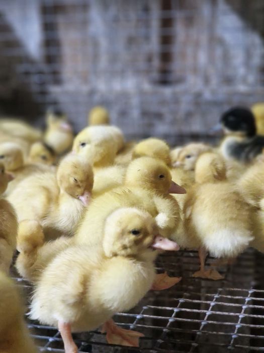 Продам подрощенных утят