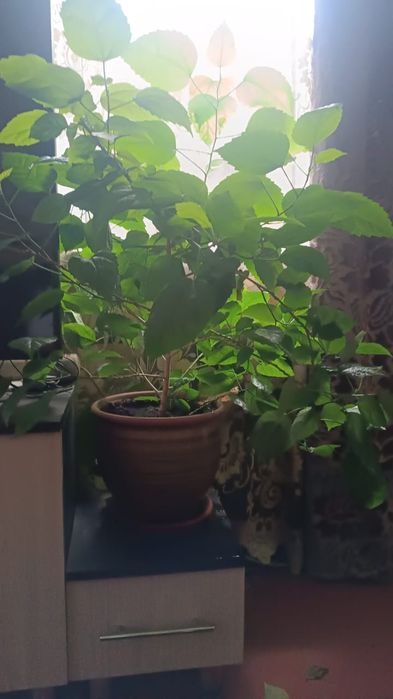 Хлорофитум и другие цветы