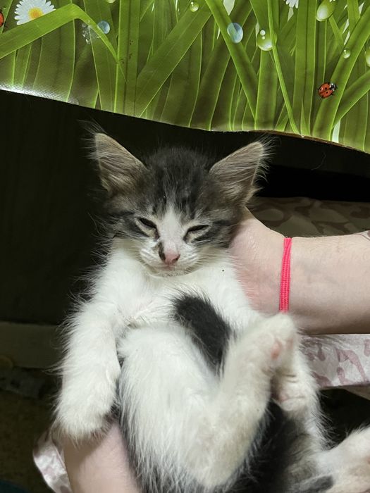 Отдам даром котят