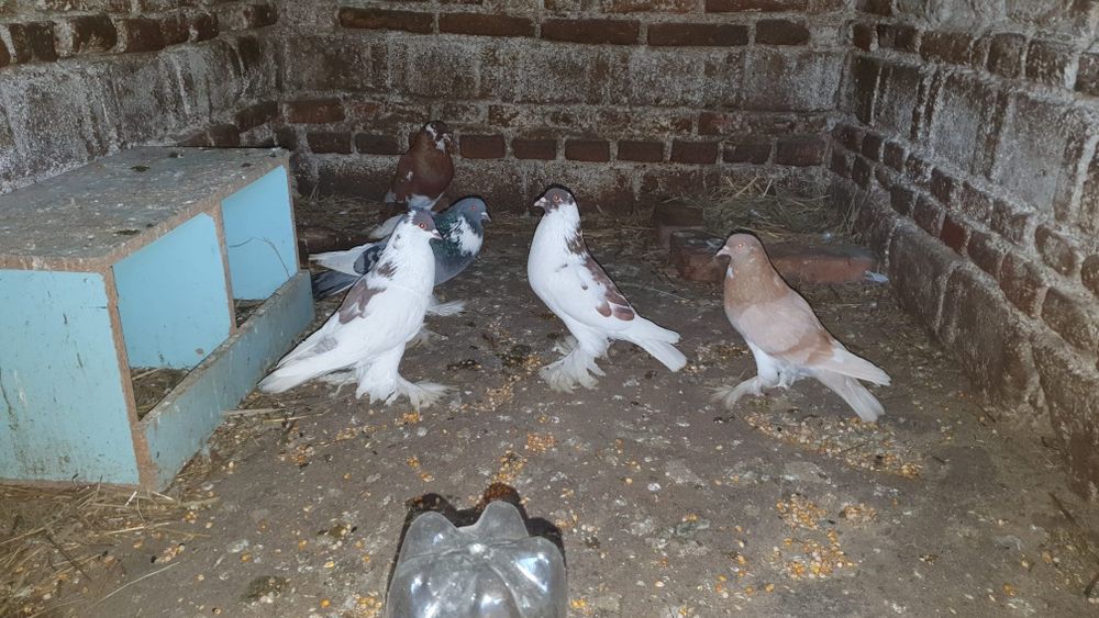 Vând porumbei ornament mai multe rase