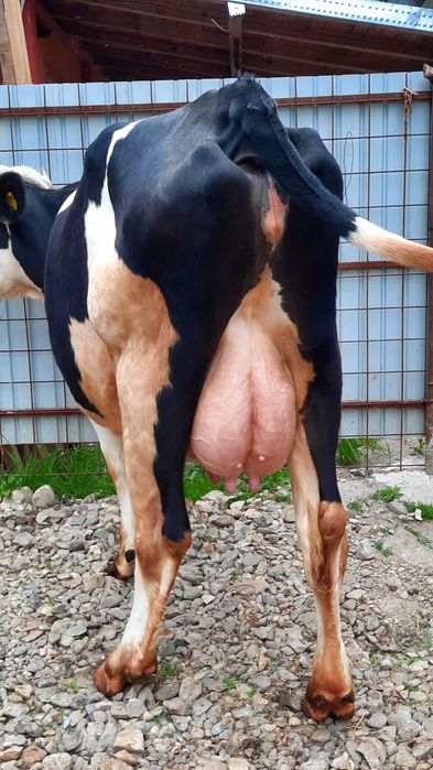 Junică Holstain!!