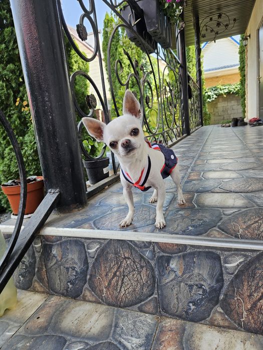 Вязка кобёлек чихуахуа.