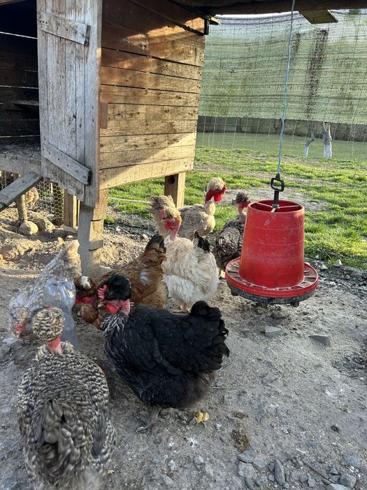 Oua pentru  incubat- gaini golase, motate