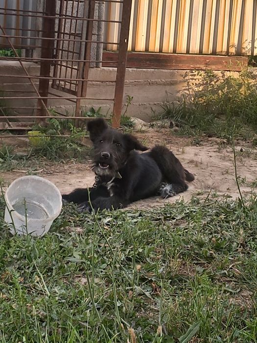 Дратхар щенок привитый