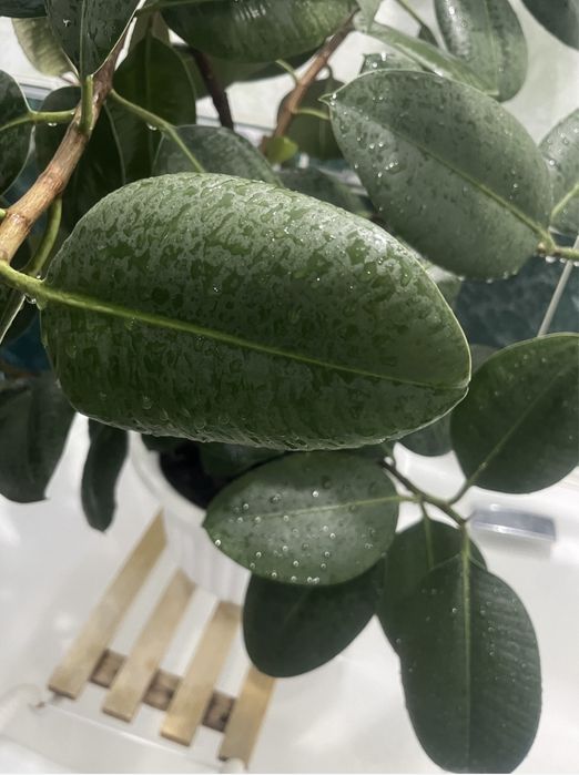 Продам комнатные растения