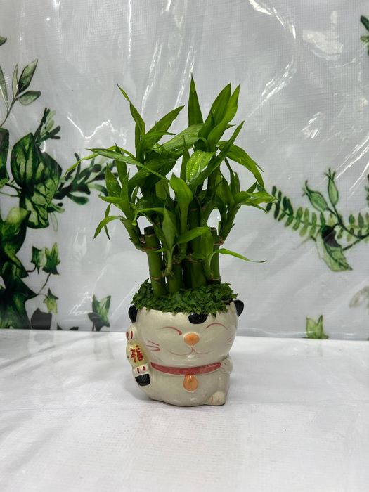 Бамбуки в продаже