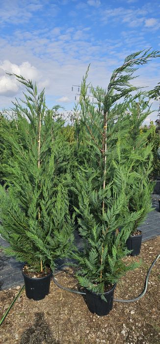 Cupressocyparis leylandii gard viu