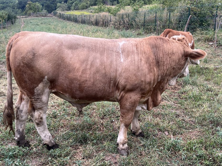 De vanzare  taur de montă mai multe detali la nr de telefon 0751208474