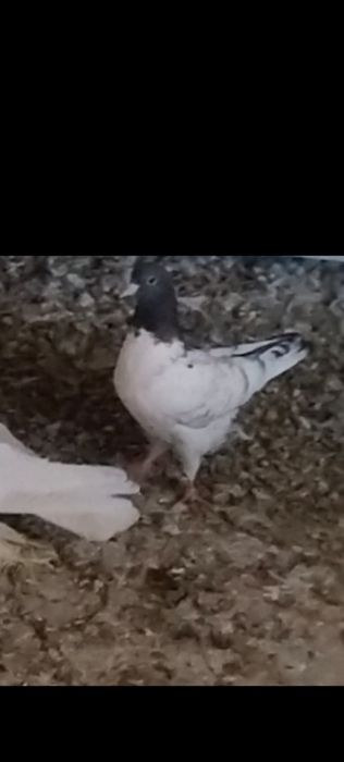 Голуби птицы 4шт