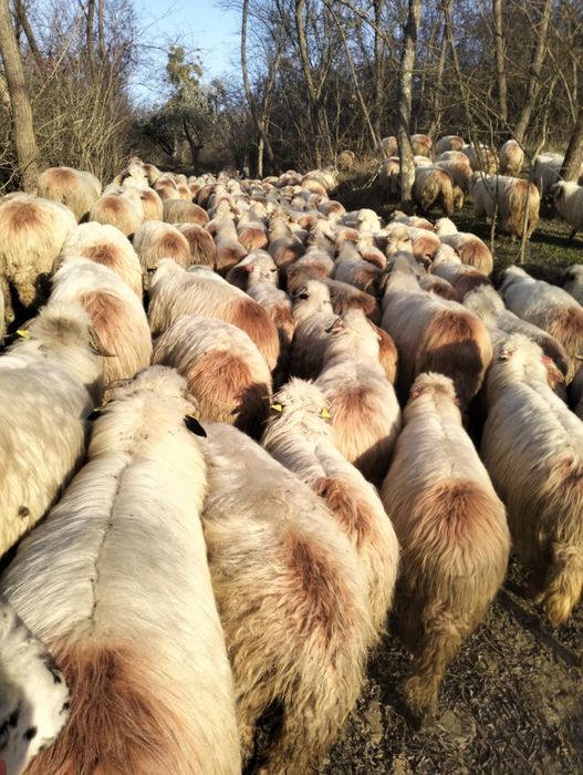 Vând Oii țurcane Preț : 750 Lei bucata