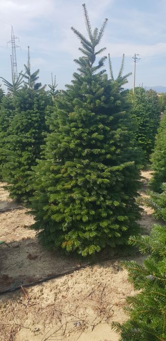 Vindem brazii argintii și verzi calitate extra