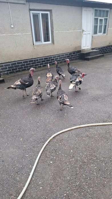 Индюки продаю домашние