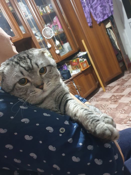 Вязка.Кот опытный .