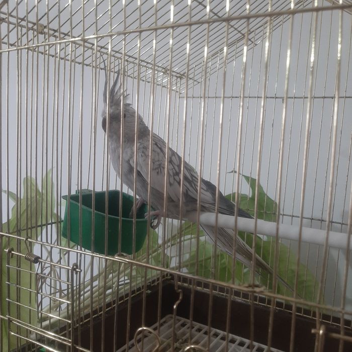 Попугай с клеткой !