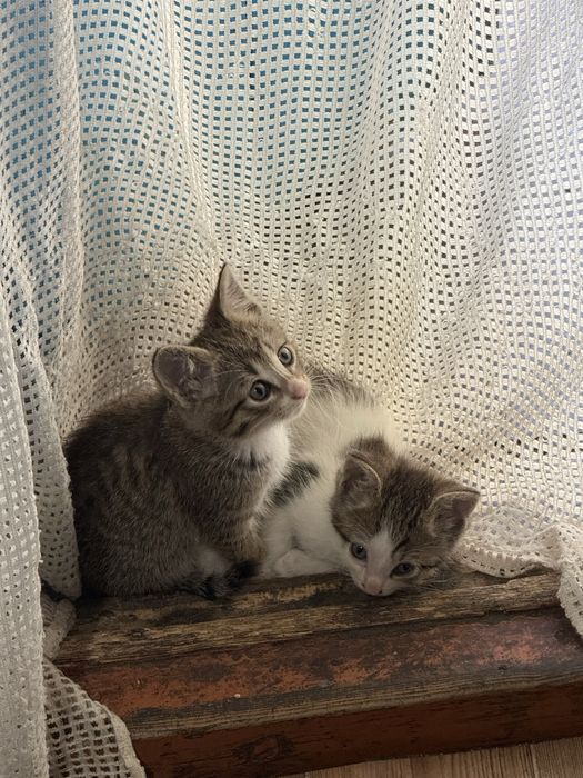 Отдам котят в хорошие руки