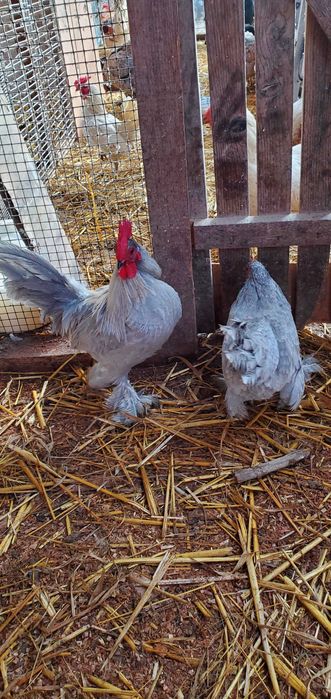 Pãsãri de curte,domestice