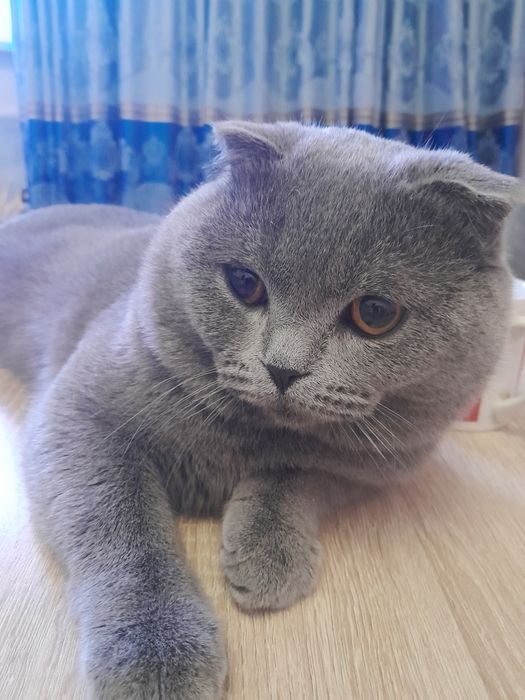 Вязка котик 1.5 года