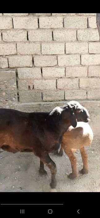 Куйлар сотилади зотдор