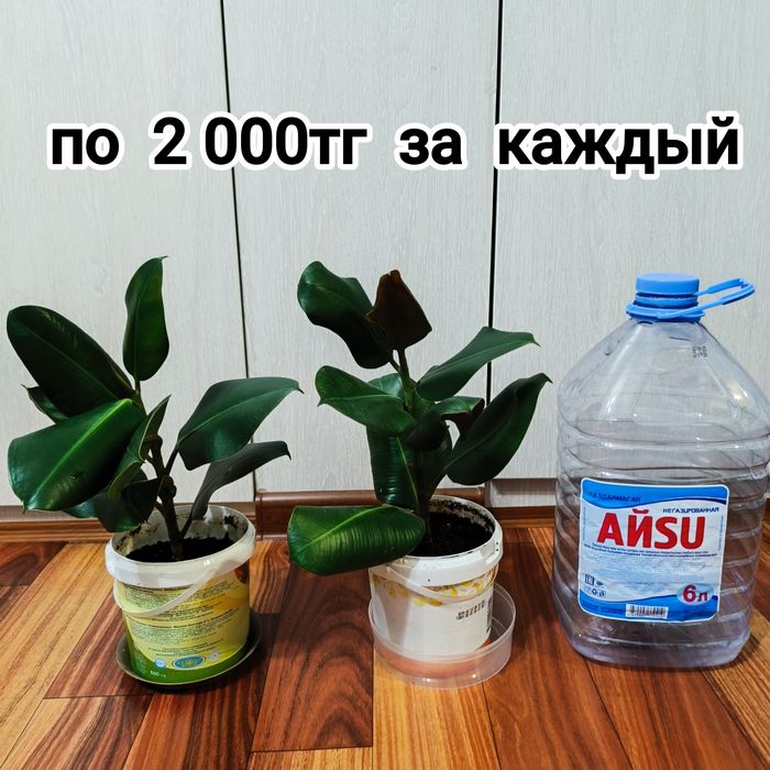 Комнатные растения -Фикус