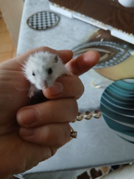 Vand pui de hamster