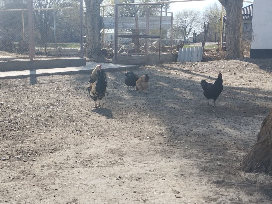 Тауыктар сатылады