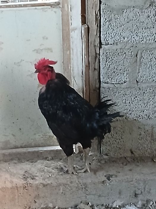 Xo'roz va tovuqlar sotiladi