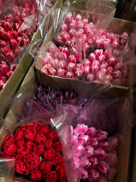 Тюльпаны в Астане