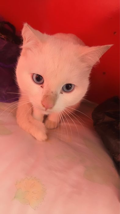 Кошка, мальчик. Купили за 120$ продам за 150$ ещё поговорим