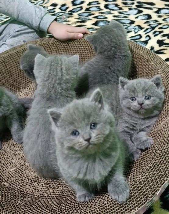 Готовятся к продаже шикарные породистые котята