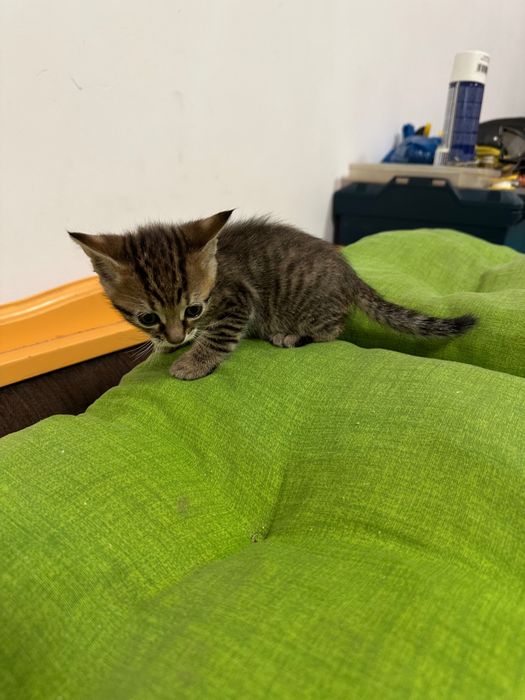 Donez 2 pisoi tigrati – 1 fetița și 1 băiețel