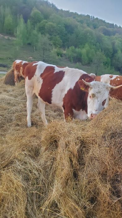 Vaca  baltata romaneasca de 2 ani