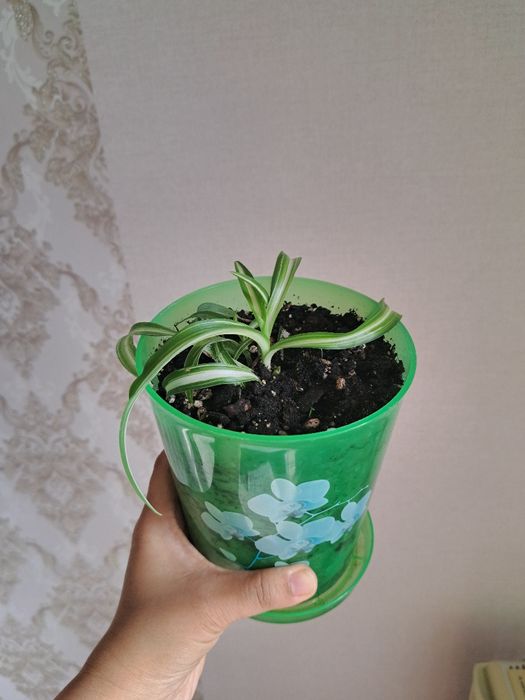 Комнатные растения