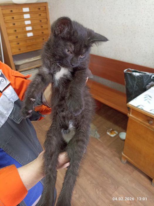 Котенок девочка бесплатно