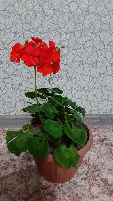 Цветы домашние от 1500