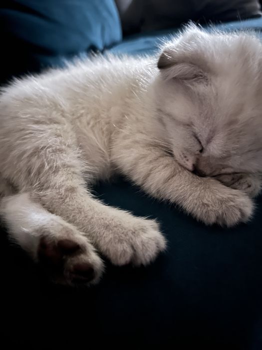 Продаётся котёнок