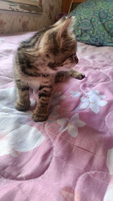 Отдам котят в добрые руки