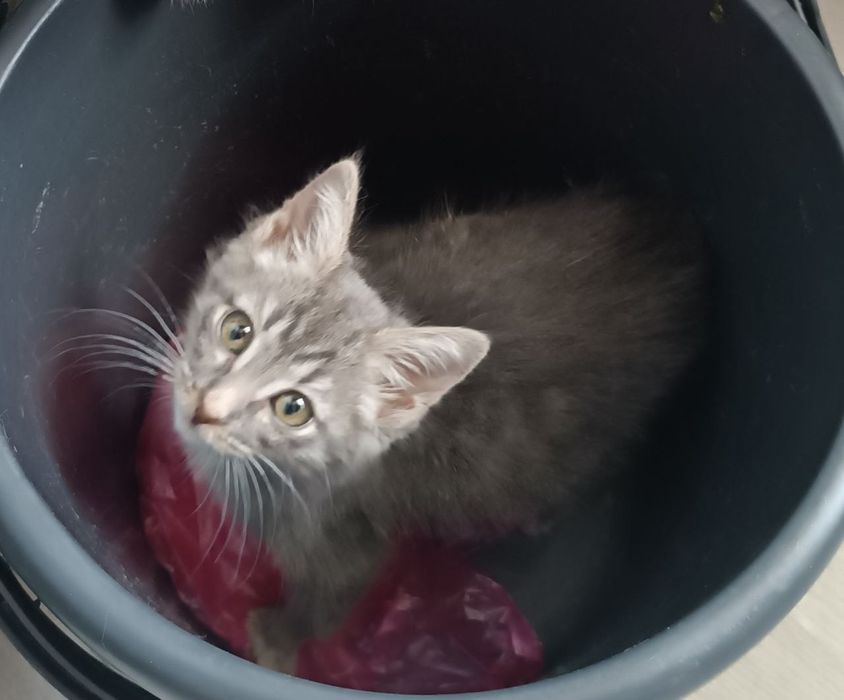 Отдам котят в хорошие руки