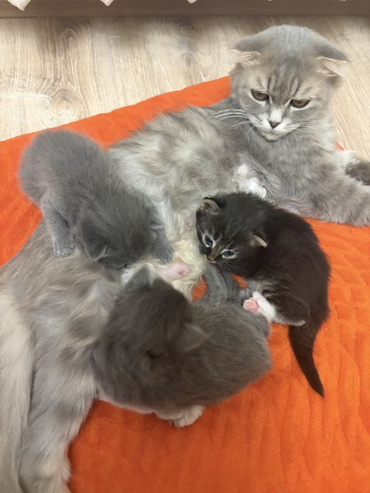 Вислоухие котята