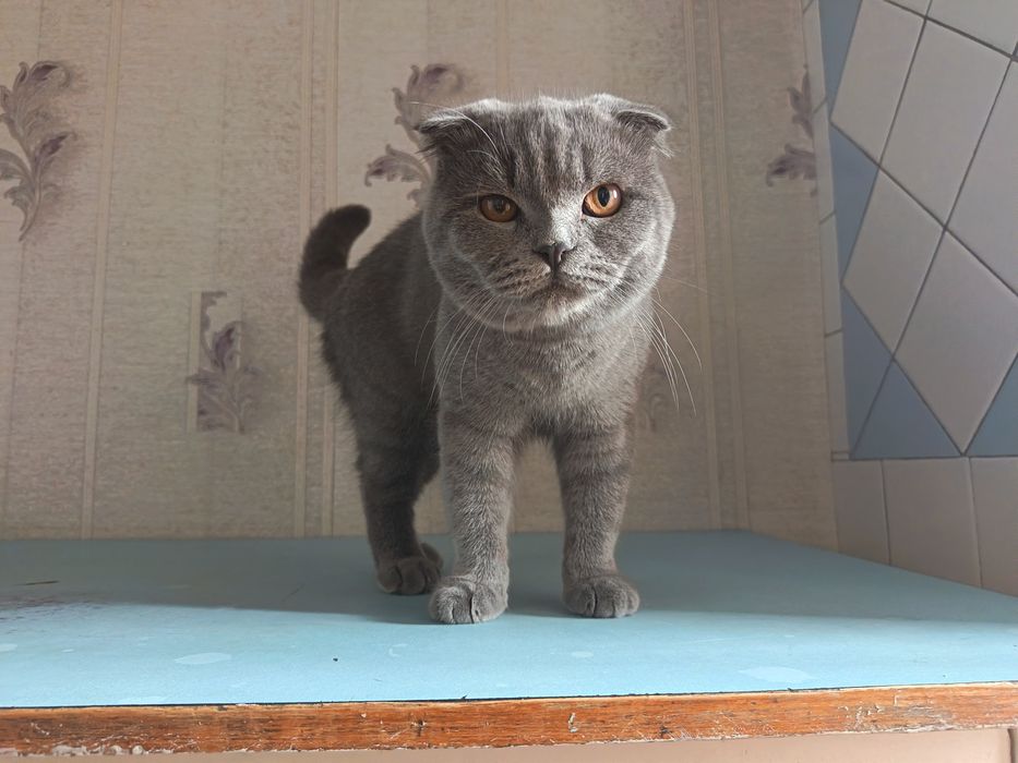 Skotish fold шотландский скоттиш фолд мальчик