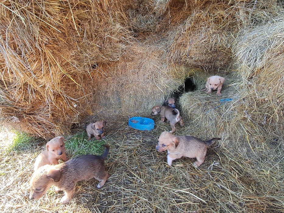 Дакели кученца ..