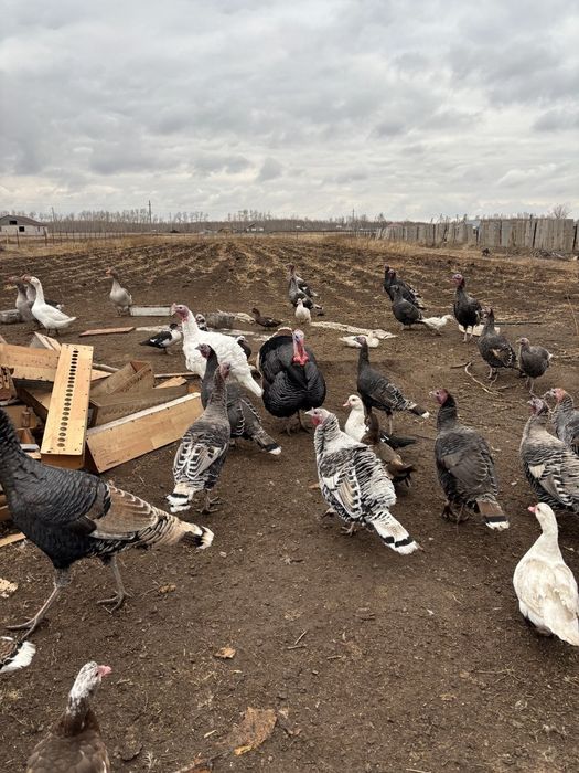 Продается Индюки