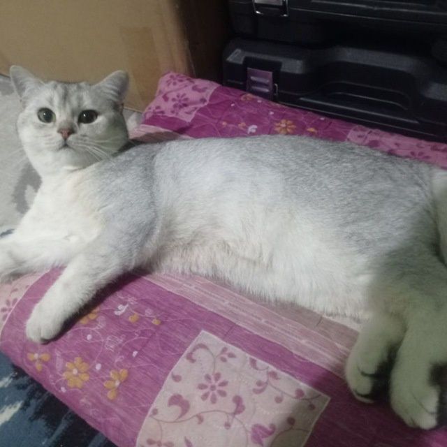 Продаётся кот порода серебристая шиншилла срочно