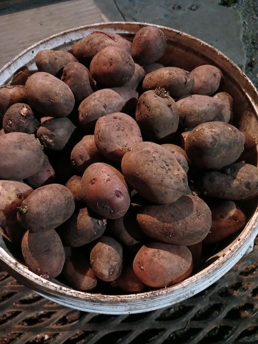 Продам семейную картошку