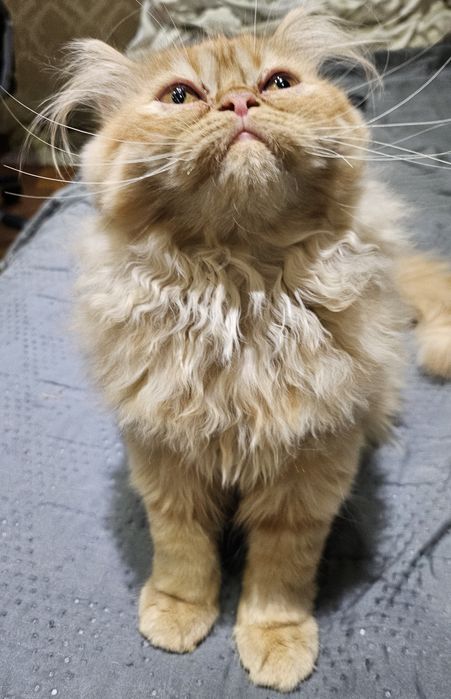 Продавам персийски котенца