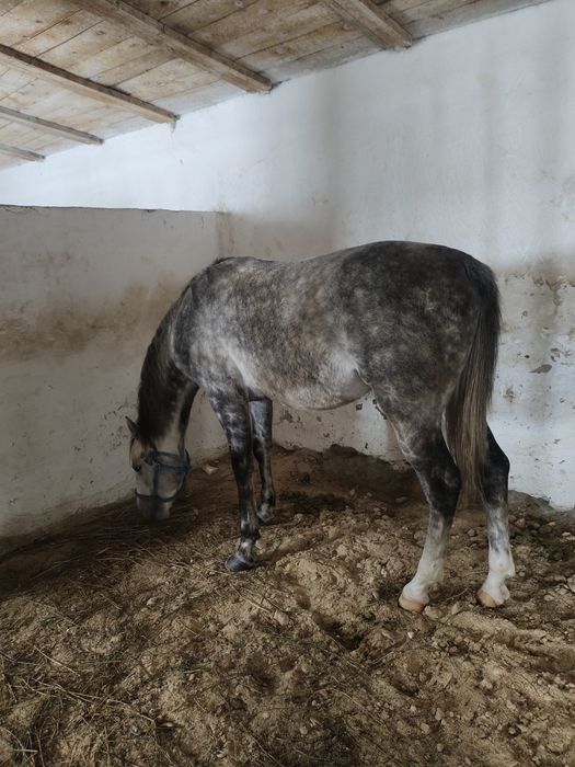 продам жеребец Англоараб скакавой