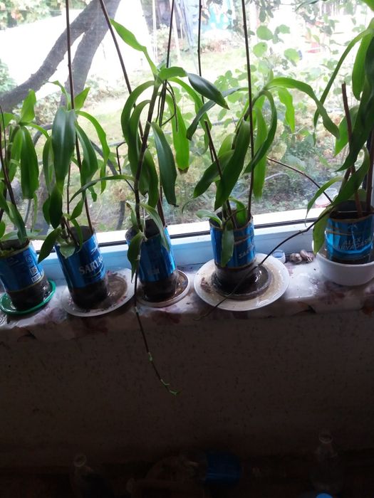 Золотой ус продам